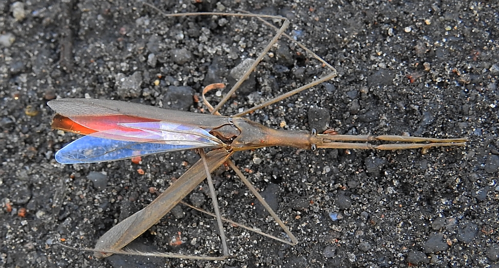 Topielnica, topielica (Ranatra linearis)