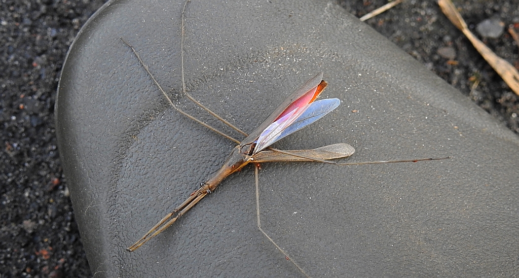 Topielnica, topielica (Ranatra linearis)