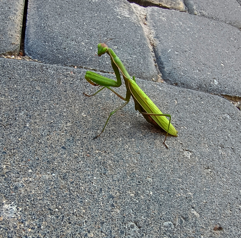 Modliszka zwyczajna, modliszka bigotek, wieszczka czczona (Mantis religiosa)