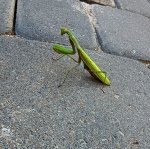 Modliszka zwyczajna, modliszka bigotek, wieszczka czczona (Mantis religiosa)