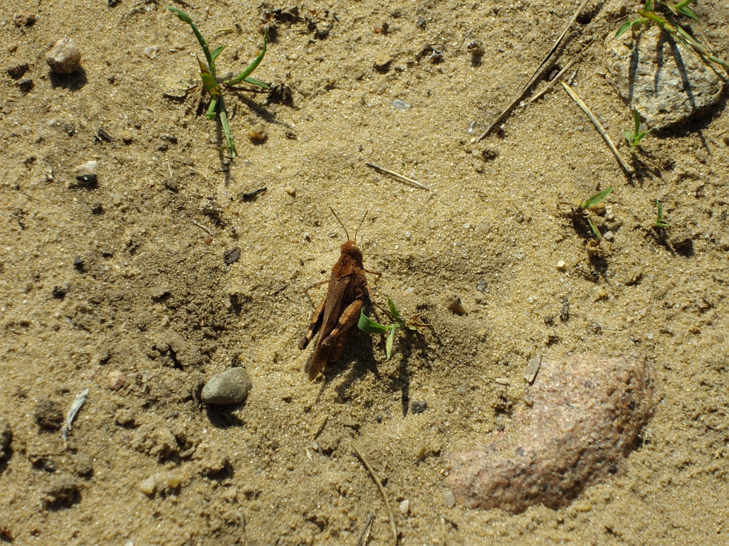 Siwoszek błękitny (Oedipoda caerulescens)