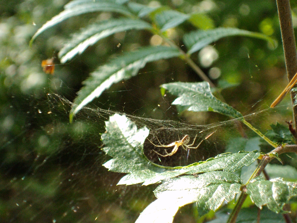 Czaik jesienny (Metellina segmentata)