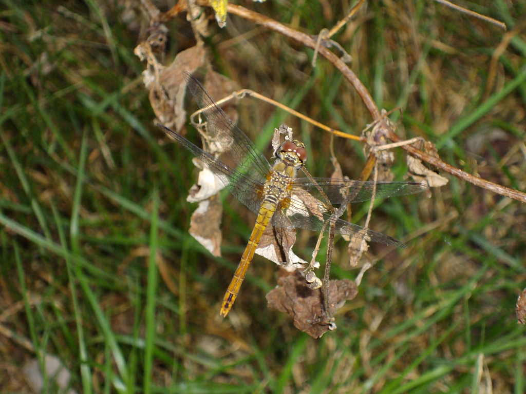 Szablak zwyczajny (Sympetrum vulgatum)