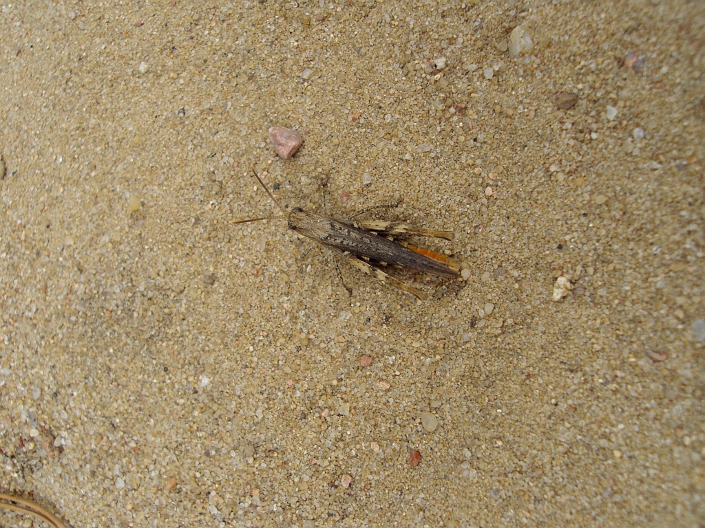 Konik pospolity (Glyptobothrus biguttulus)