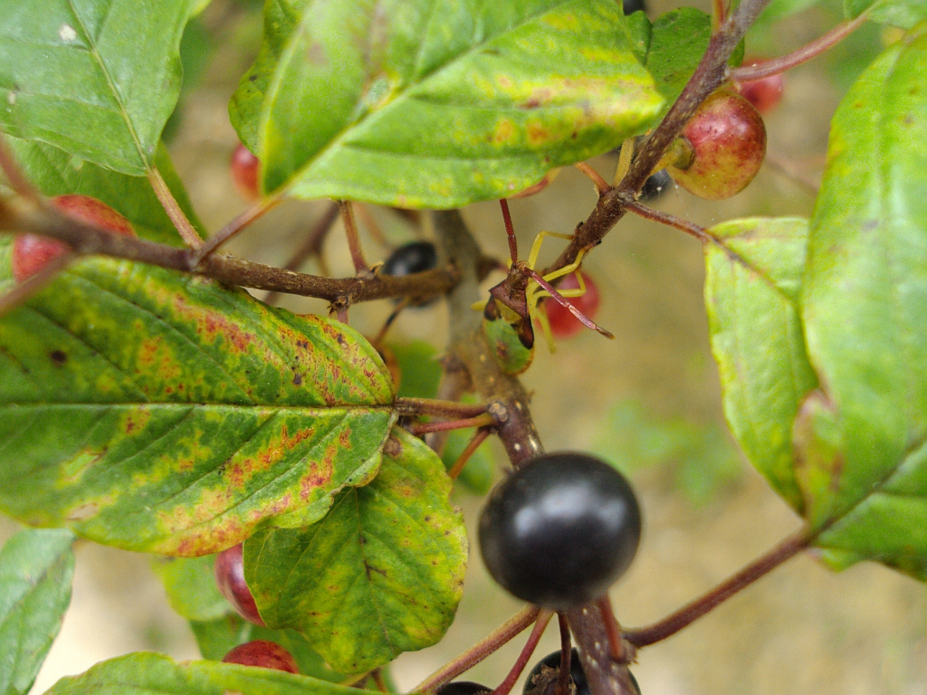 Nimfa (Gonocerus sp.)