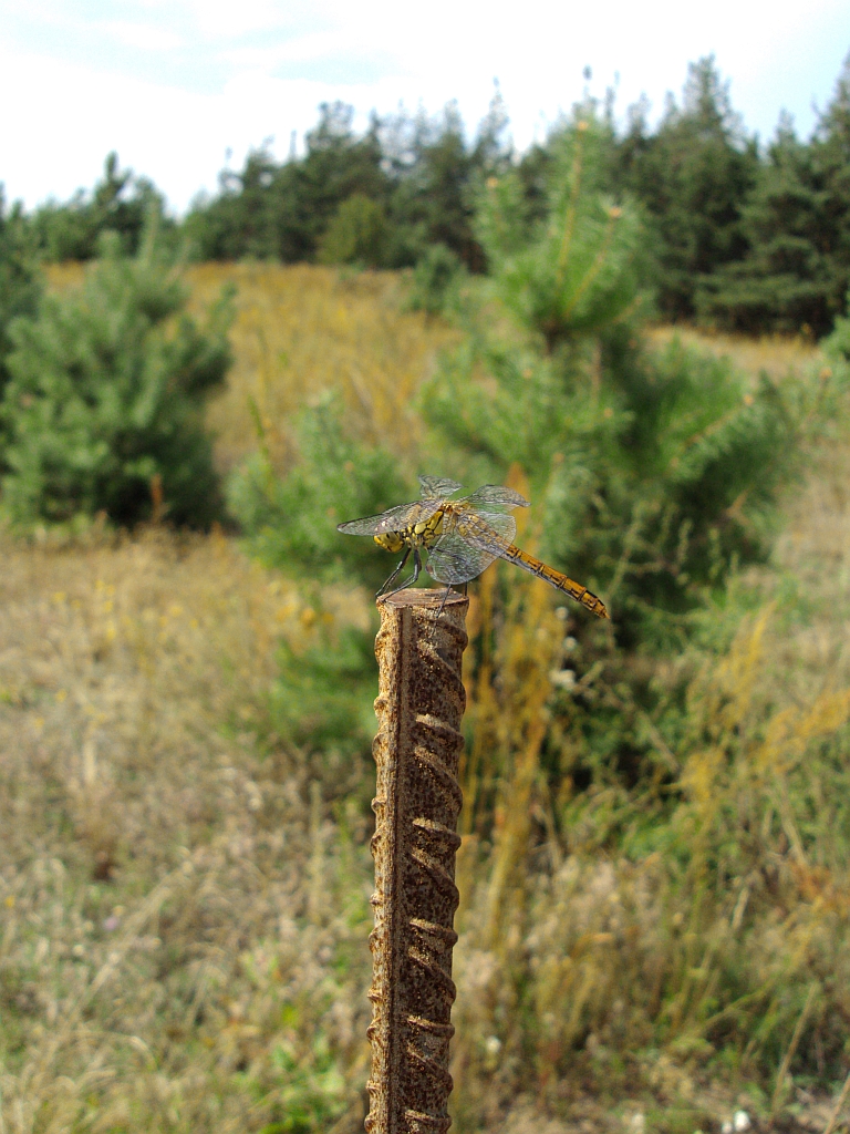 Szablak krwisty (Sympetrum sanguineum)