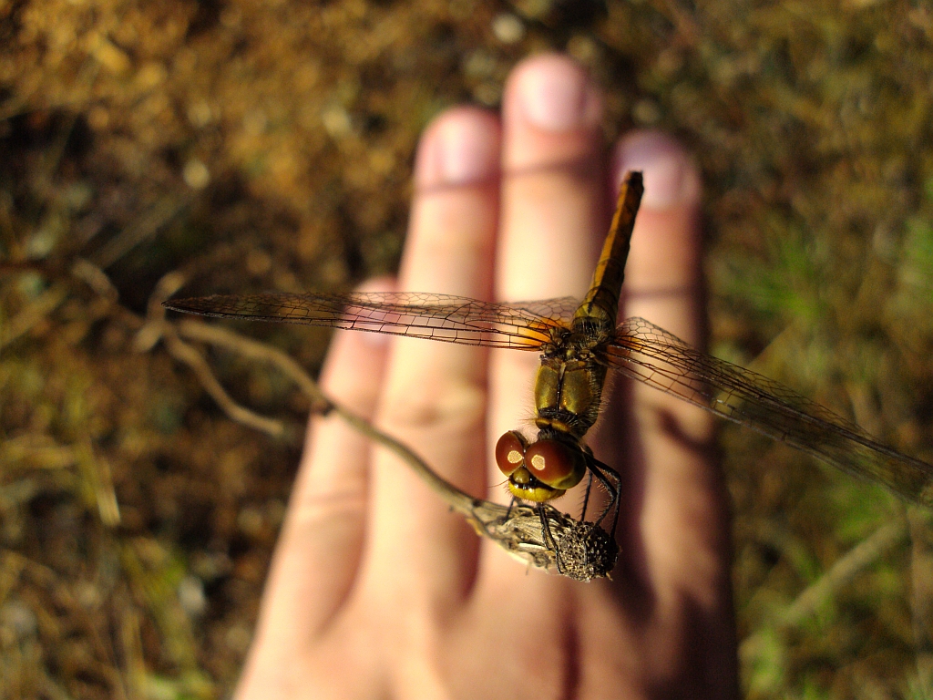 Szablak krwisty (Sympetrum sanguineum)