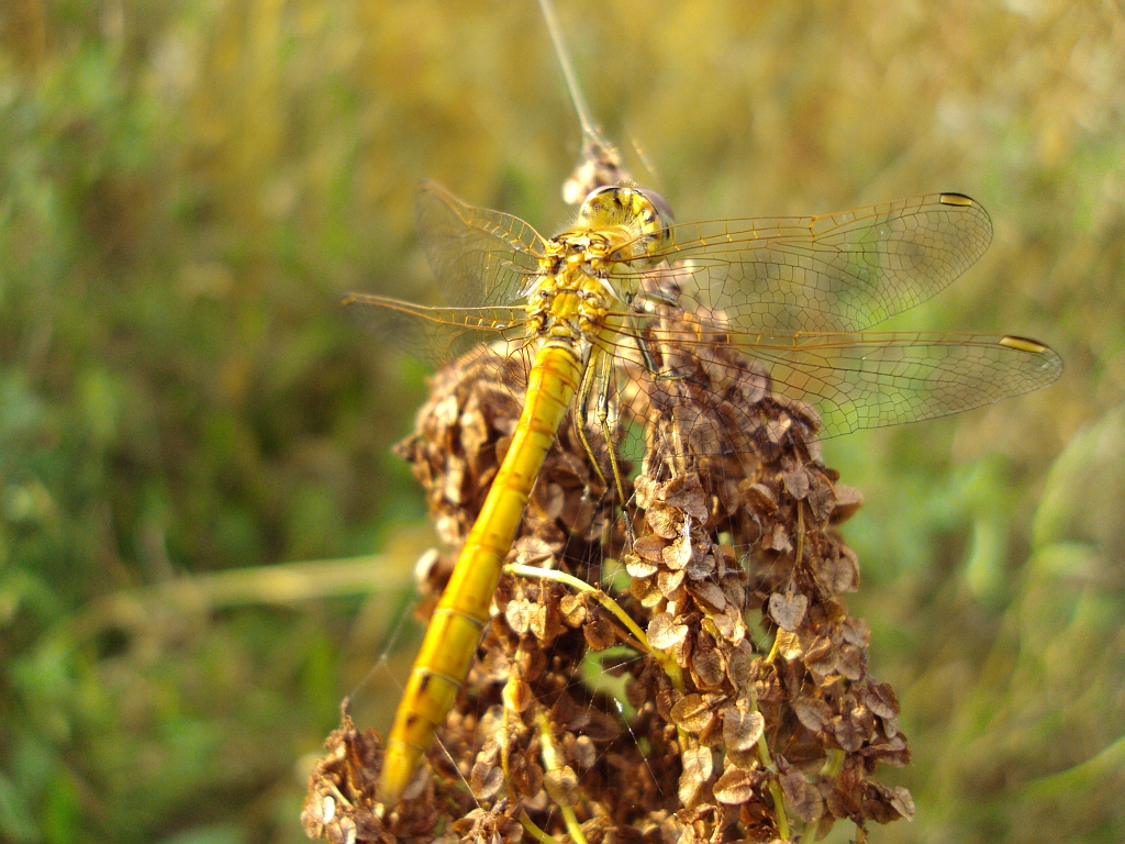 Szablak zwyczajny (Sympetrum vulgatum)
