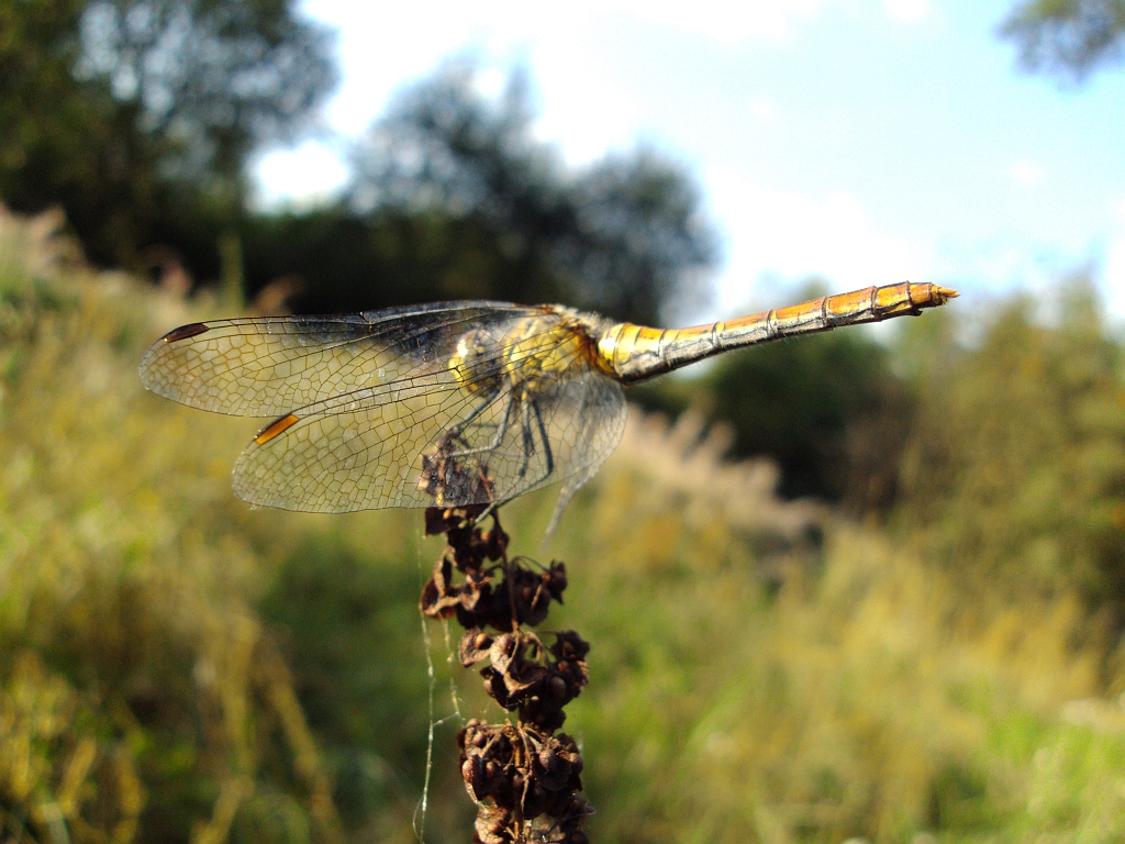 Szablak krwisty (Sympetrum sanguineum)