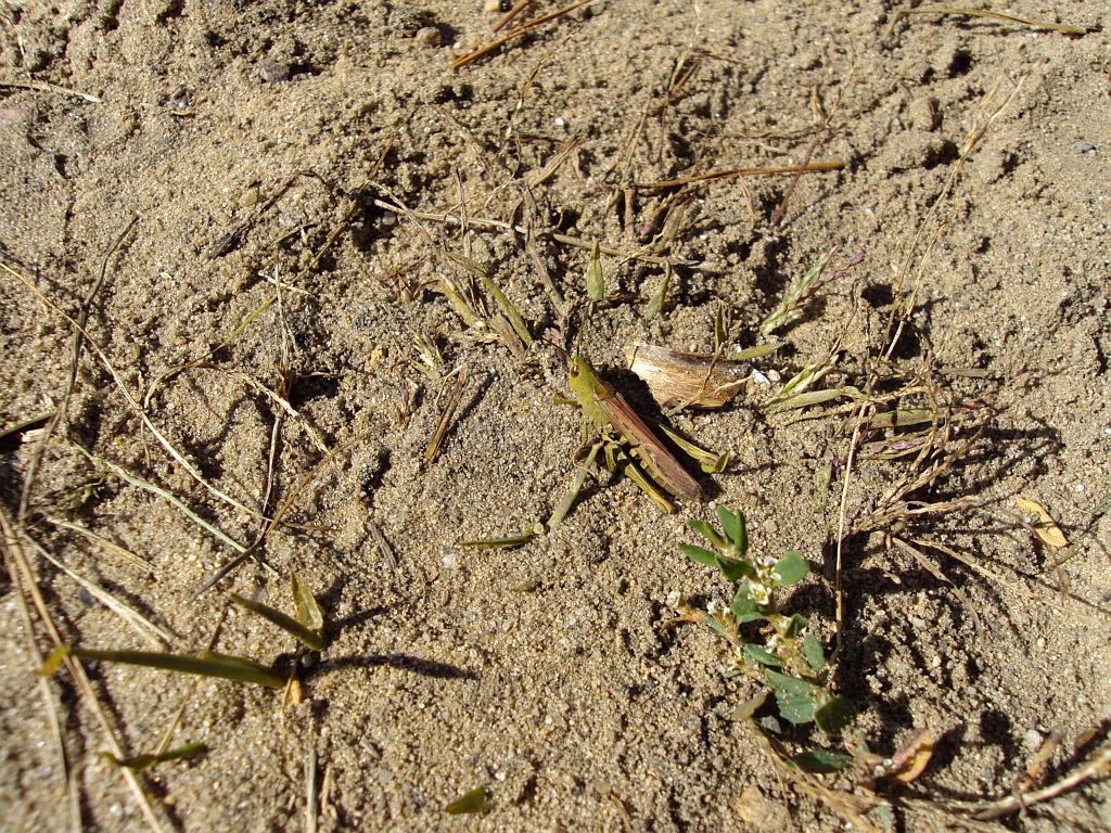 Konik pospolity (Glyptobothrus biguttulus)