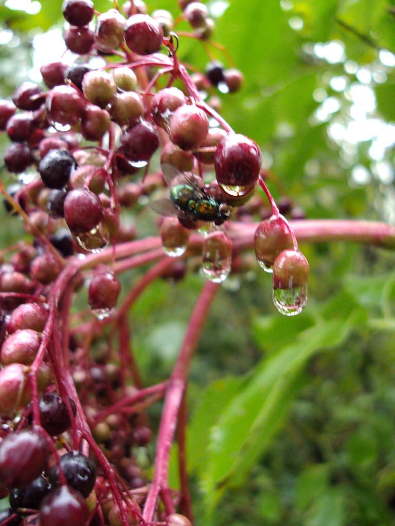 Padlinówka (Lucilia sericata)