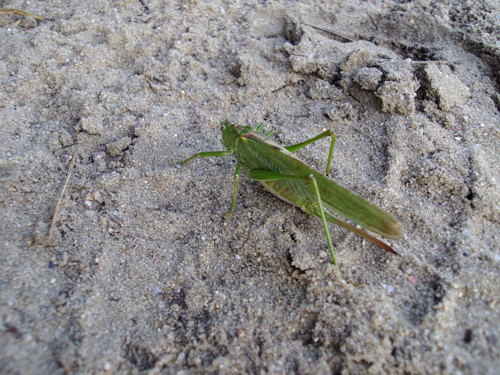 Pasikonik zielony (Tettigonia viridissima)
