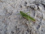 Pasikonik zielony (Tettigonia viridissima)