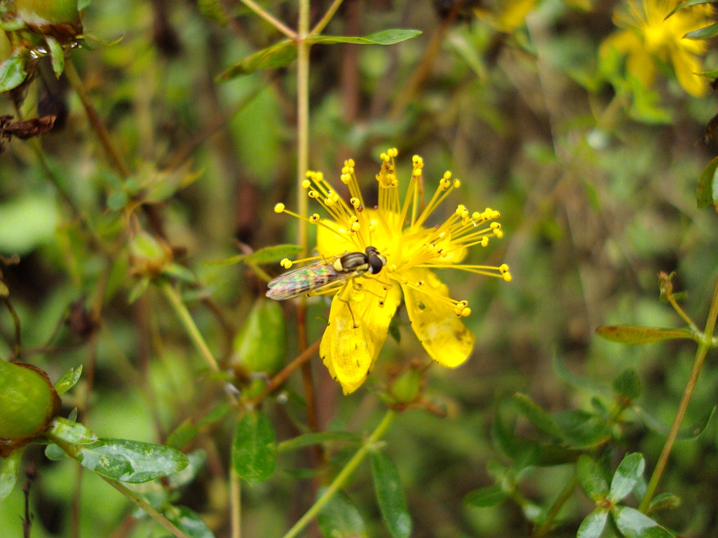 Kuliboda (Sphaerophoria scripta)