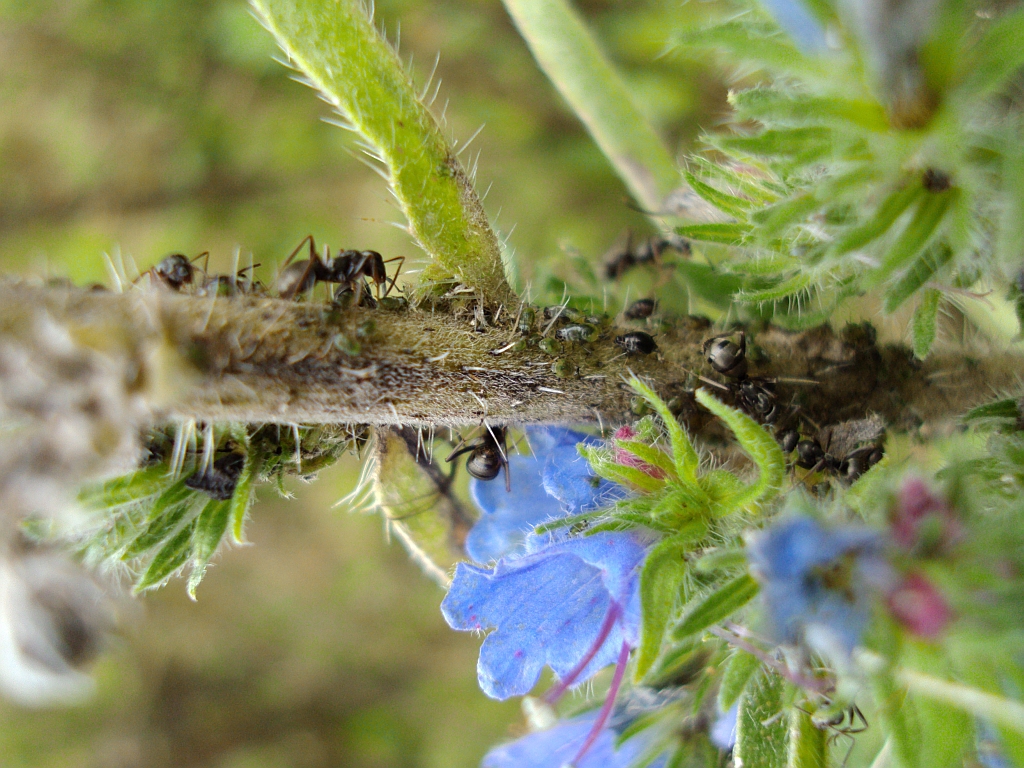 Mrówka rudnica (Formica rufa)