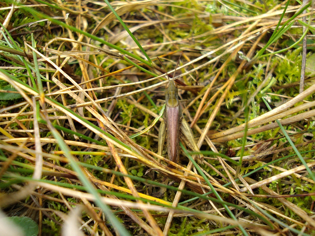 Konik pospolity (Glyptobothrus biguttulus)