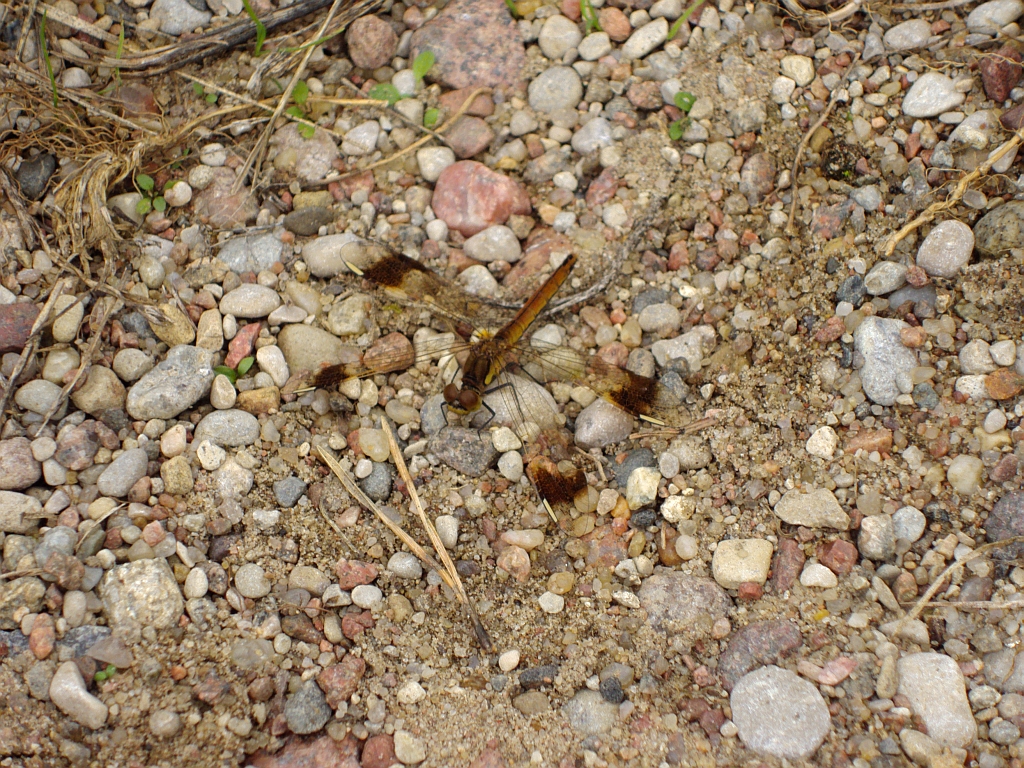 Szablak przepasany, szablak przewiązany, szablak górski (Sympetrum pedemontanum)