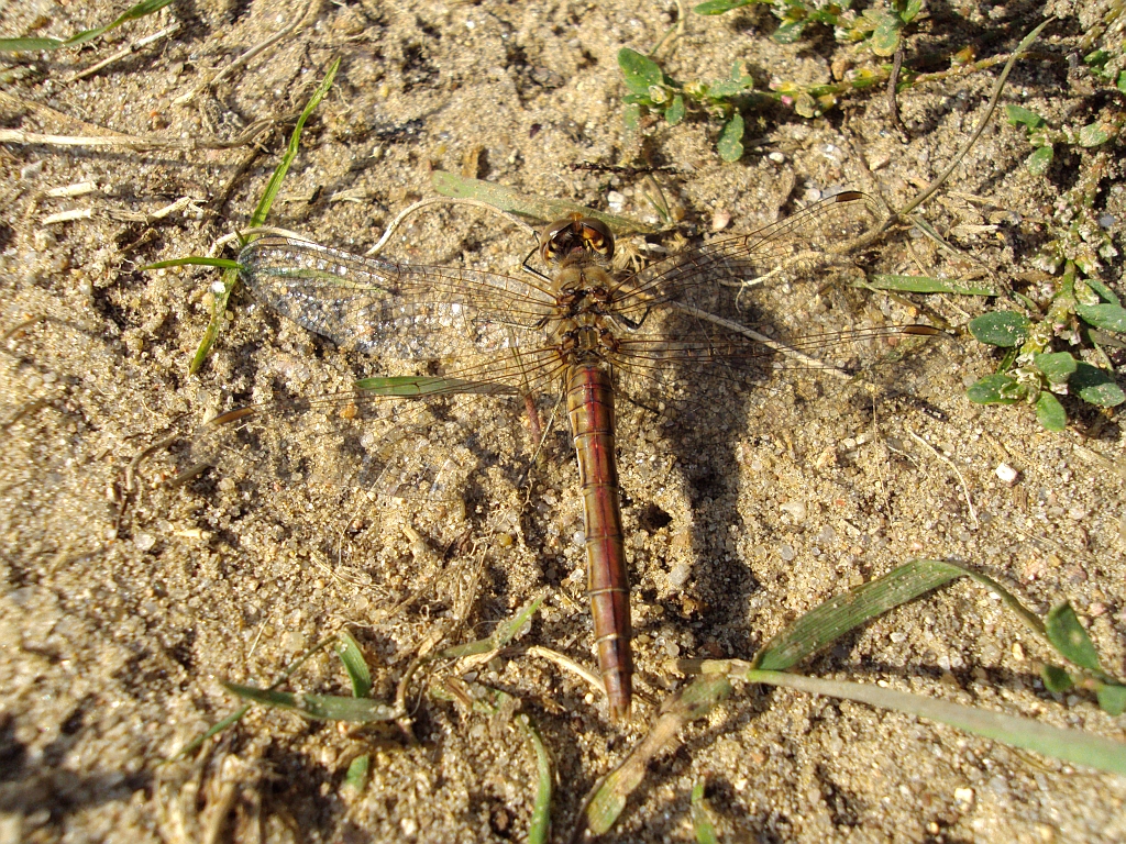 Szablak późny (podobny) Sympetrum striolatum