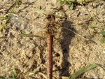 Szablak późny (podobny) Sympetrum striolatum