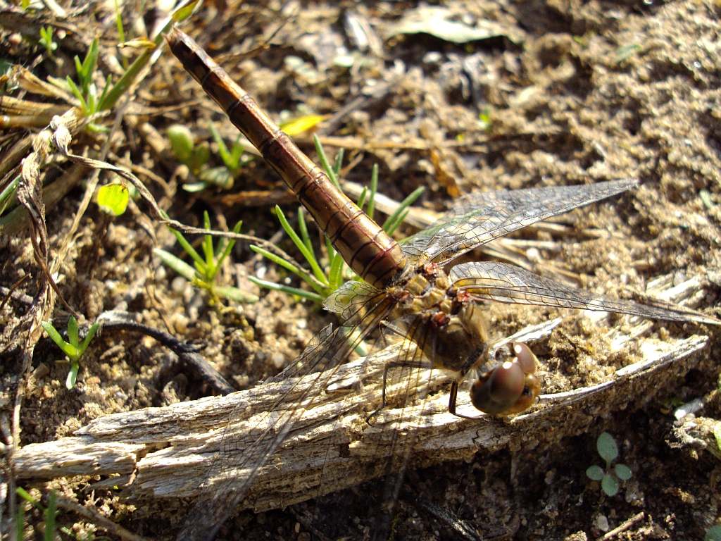 Szablak późny (podobny) Sympetrum striolatum
