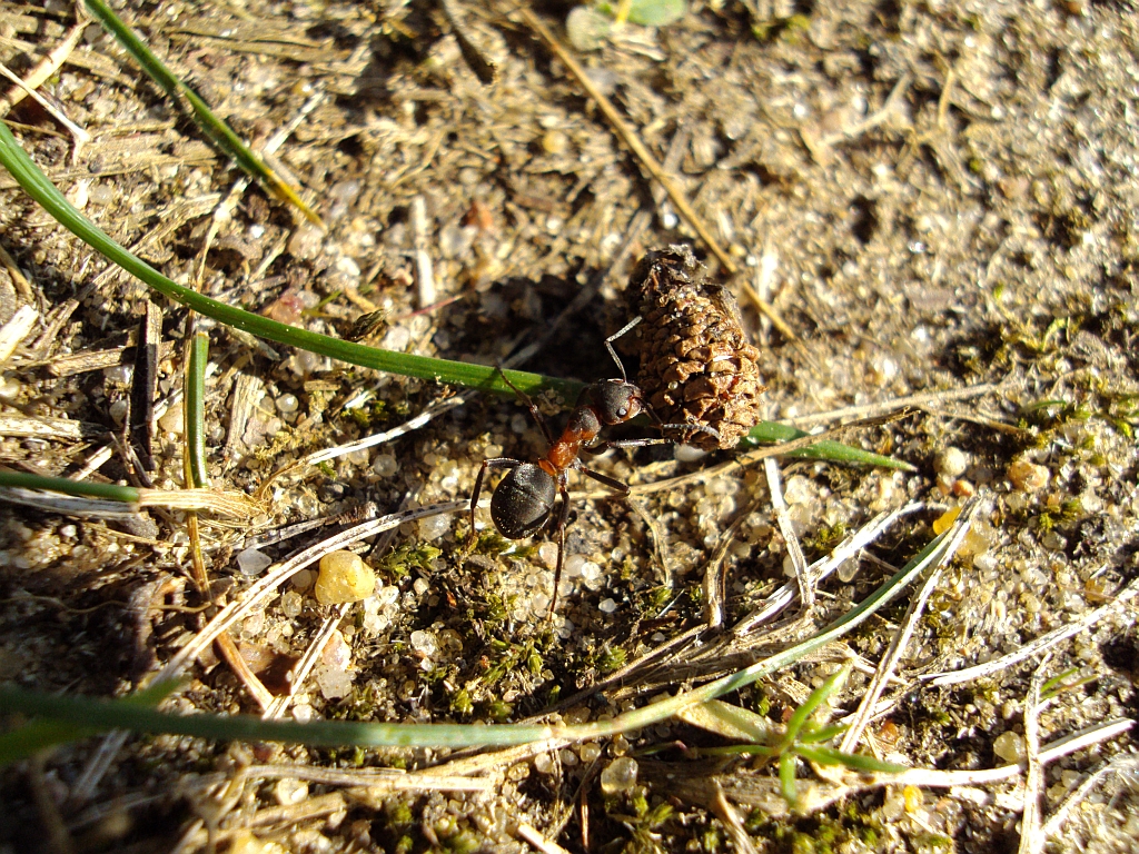Mrówka rudnica (Formica rufa)