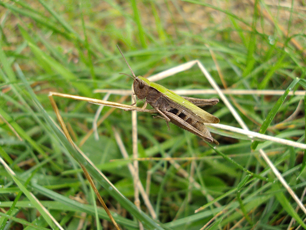Konik wąsacz (Chorthippus paralellus)