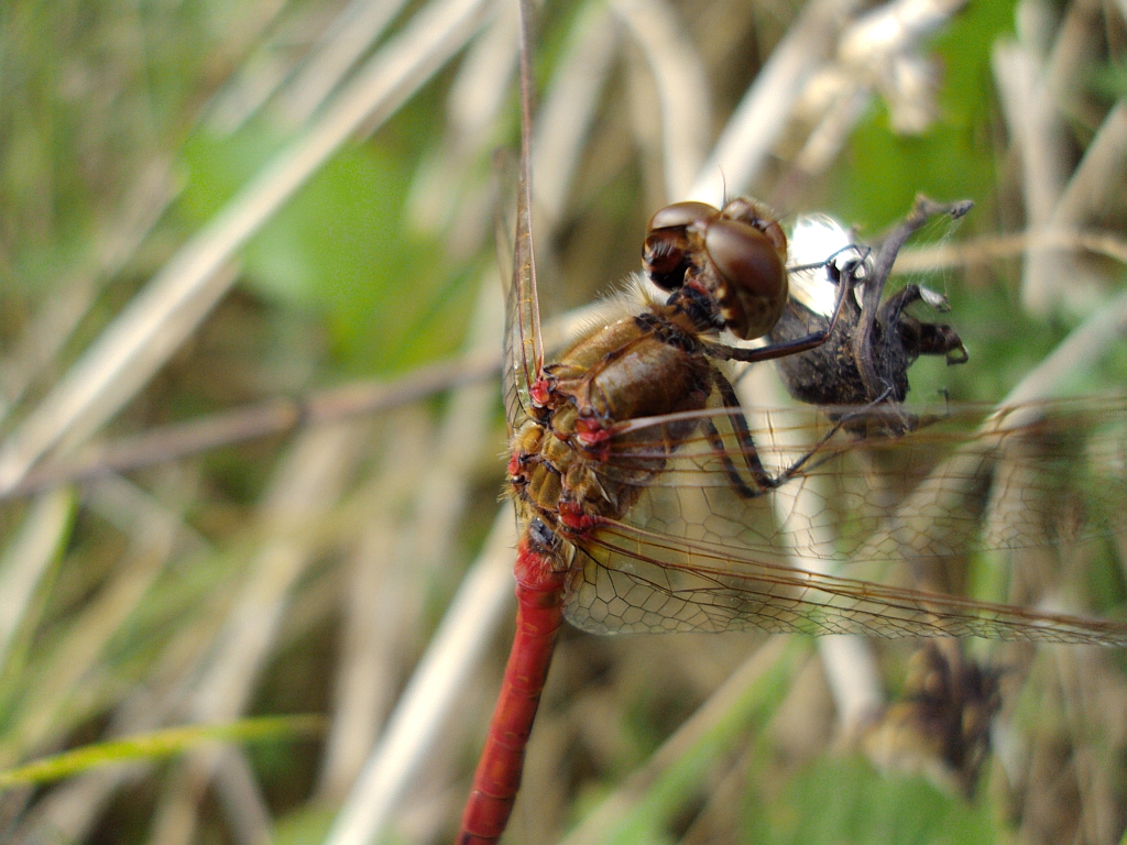 Szablak zwyczajny (Sympetrum vulgatum)