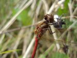 Szablak zwyczajny (Sympetrum vulgatum)
