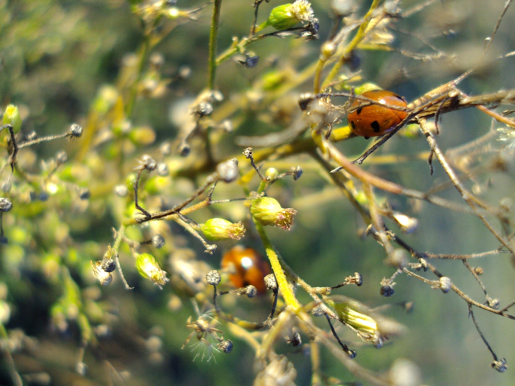 Biedronka siedmiokropka (Coccinella septempunctata)