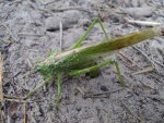 Pasikonik zielony (Tettigonia viridissima)