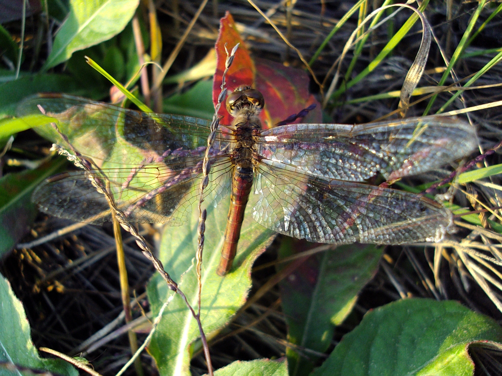 Szablak zwyczajny (Sympetrum vulgatum)