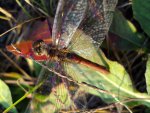 Szablak zwyczajny (Sympetrum vulgatum)