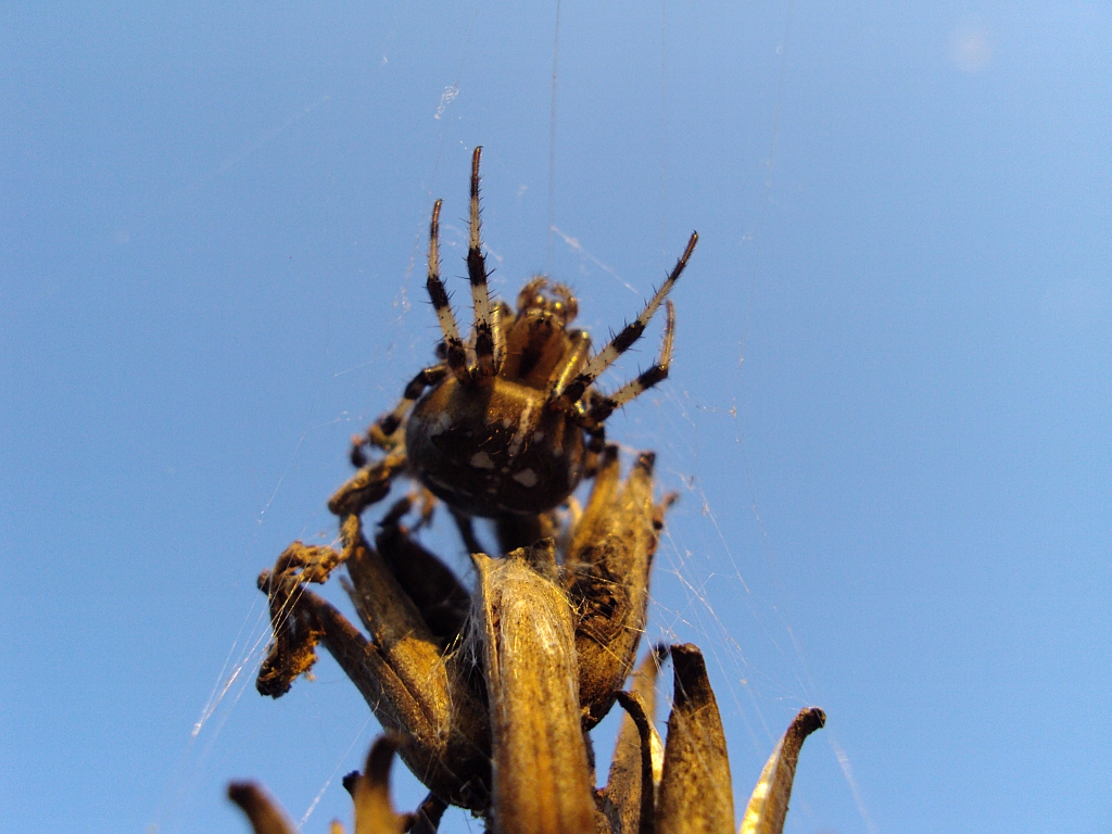 Krzyżak łąkowy (Araneus quadratus)
