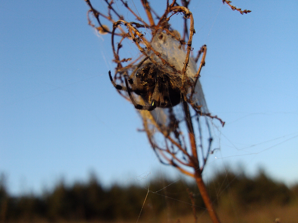 Krzyżak łąkowy (Araneus quadratus)