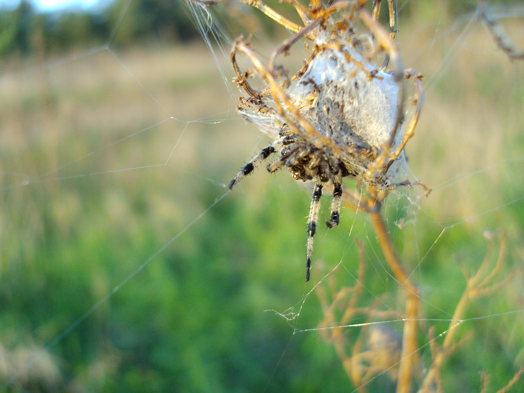 Krzyżak łąkowy (Araneus quadratus)