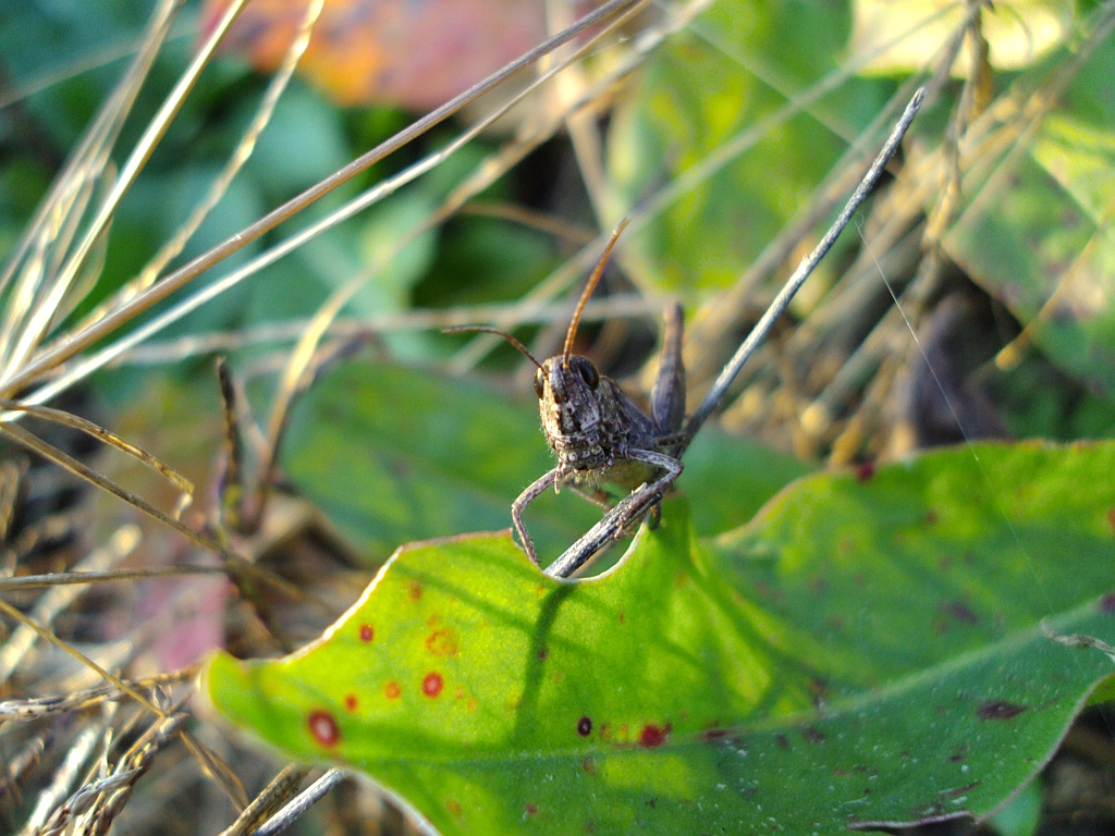 Konik pospolity (Glyptobothrus biguttulus)