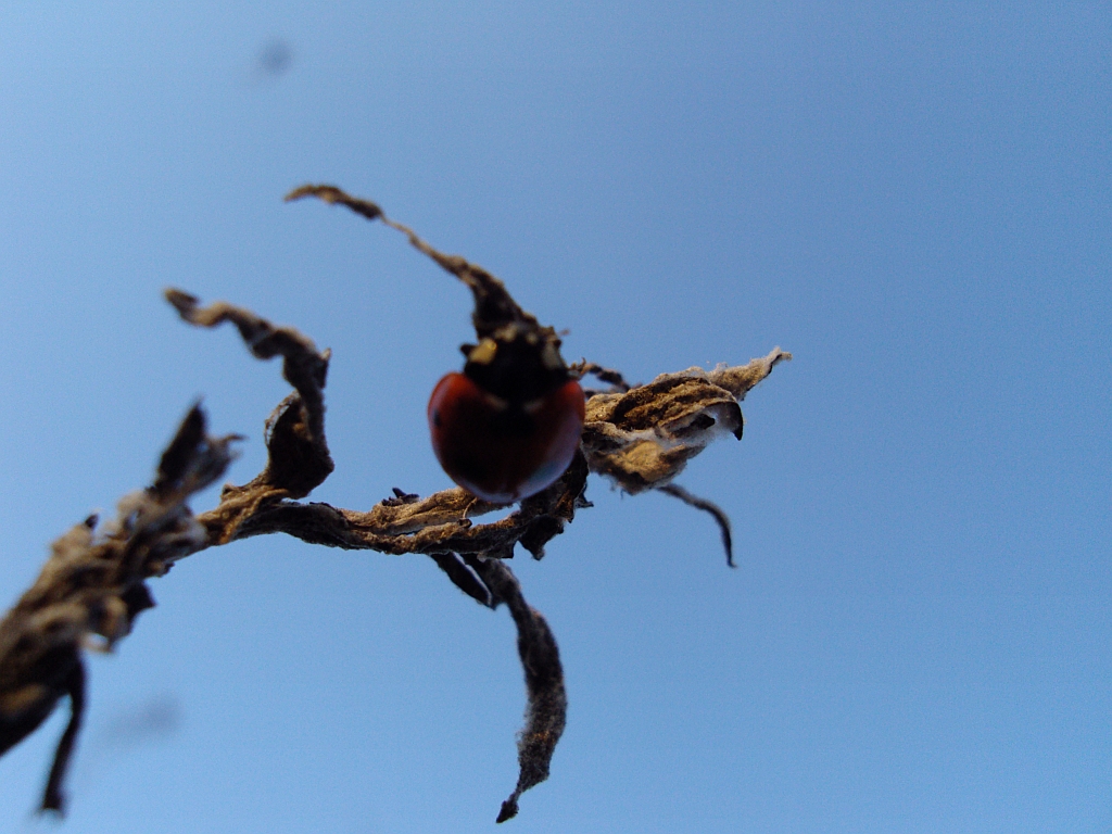 Biedronka siedmiokropka (Coccinella septempunctata)