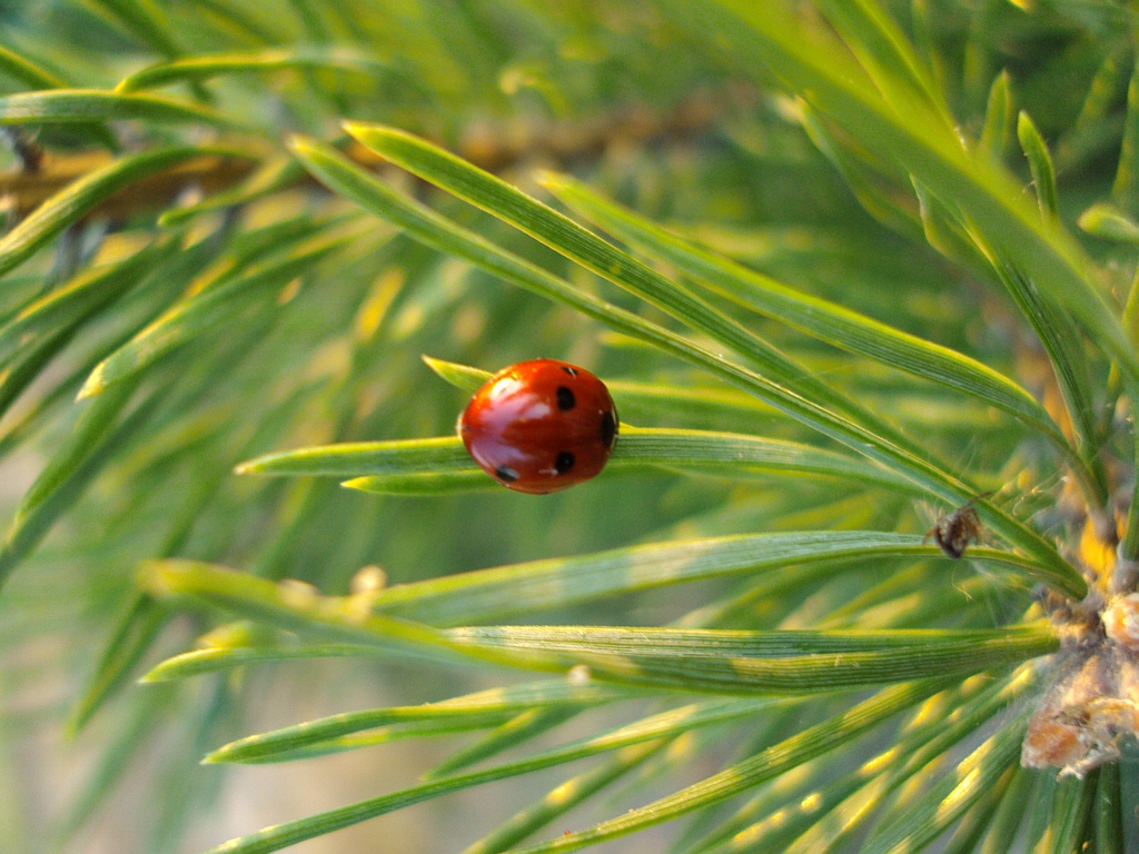 Biedronka siedmiokropka (Coccinella septempunctata)