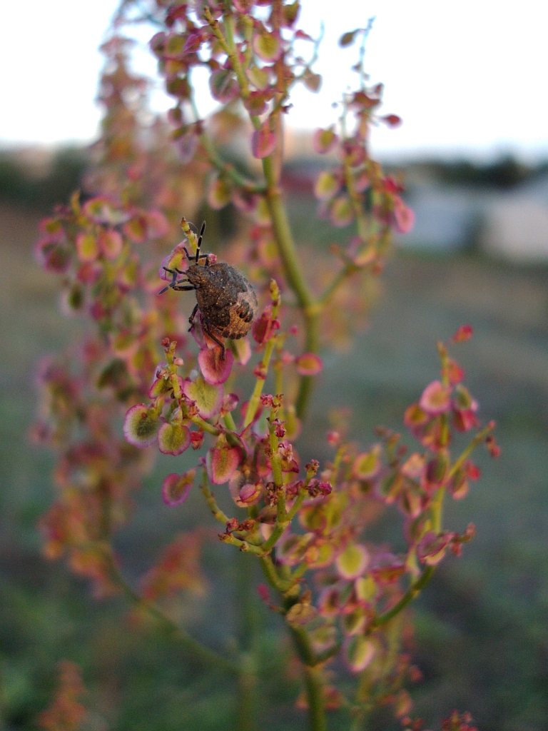 Plusknia, jagodziak, poziomczak (Dolycoris baccarum)