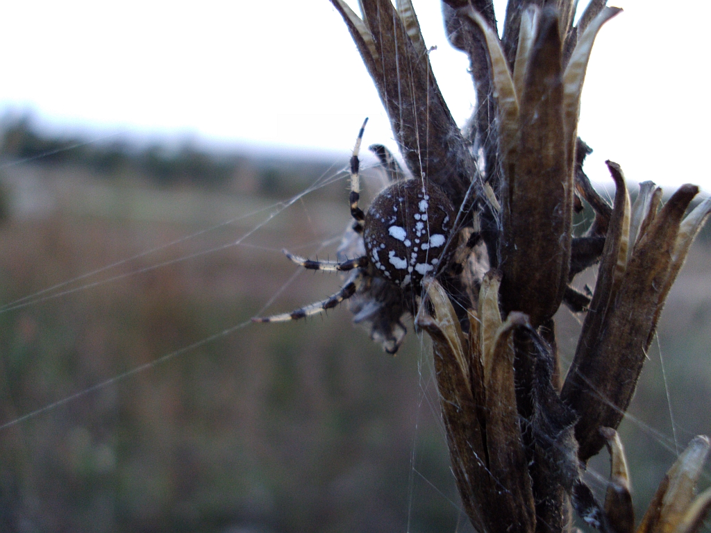 Krzyżak łąkowy (Araneus quadratus)