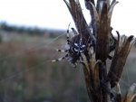 Krzyżak łąkowy (Araneus quadratus)