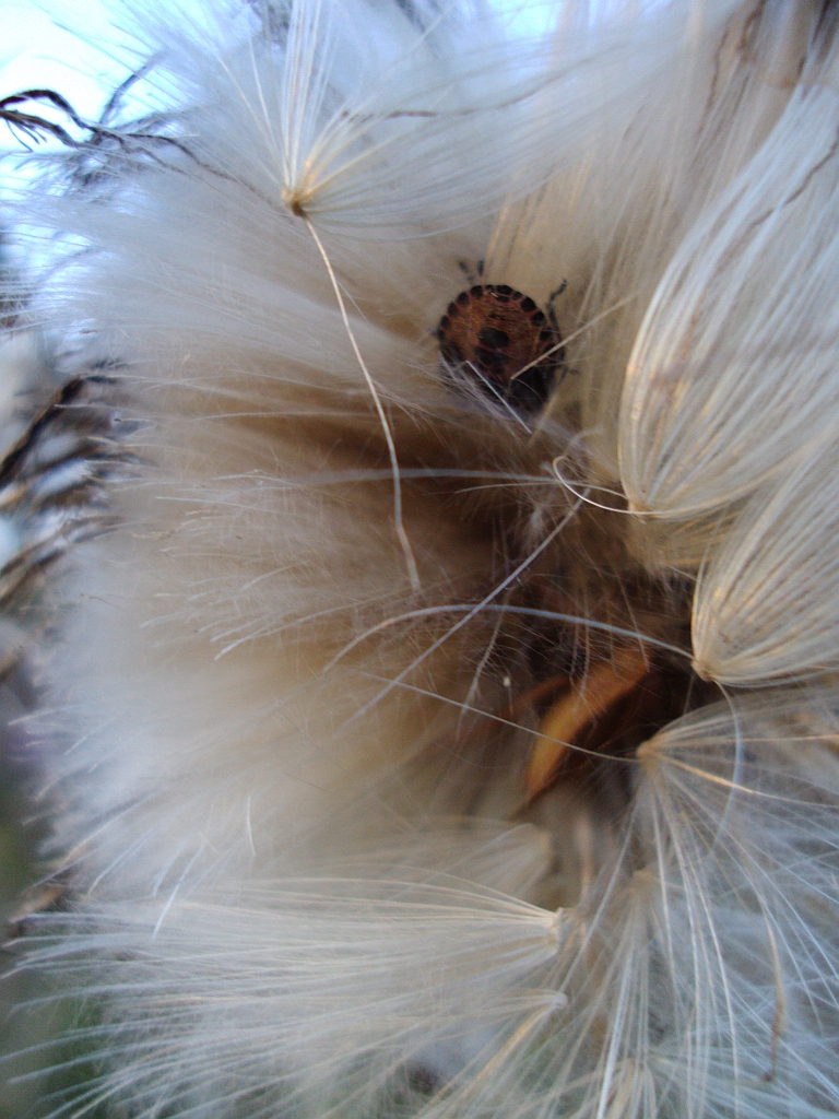 Plusknia jagodziak (Dolycoris baccarum)