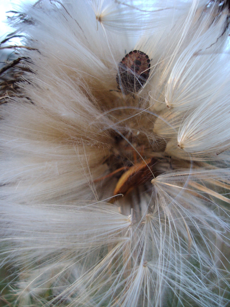 Plusknia jagodziak (Dolycoris baccarum)