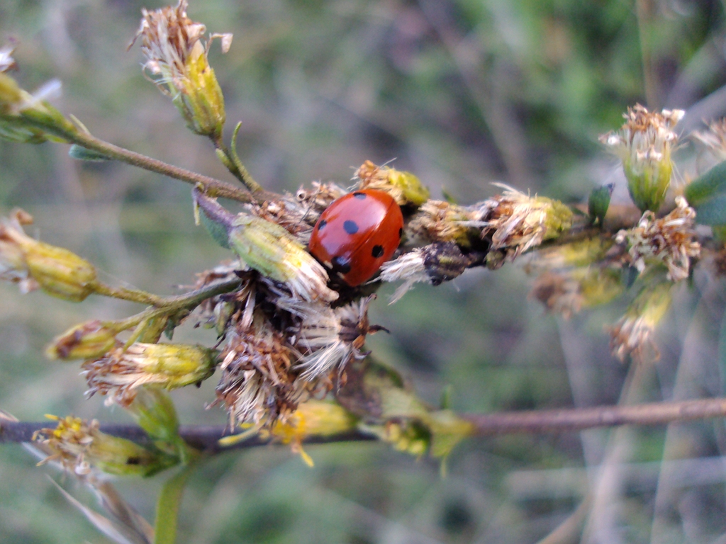 Biedronka siedmiokropka (Coccinella septempunctata)