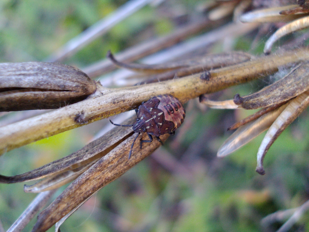 Borczyniec (Carpocoris sp.)
