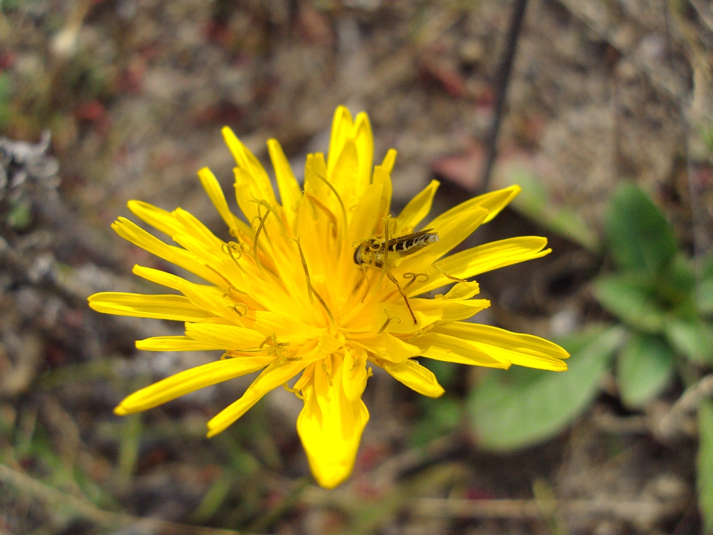 Bzyg (Helophilus pendulus)