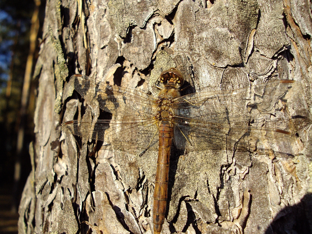 Szablak zwyczajny (Sympetrum vulgatum)