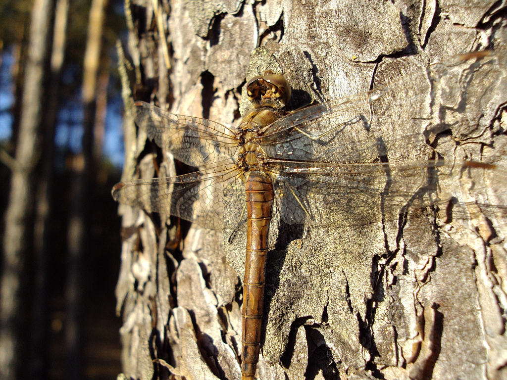 Szablak zwyczajny (Sympetrum vulgatum)
