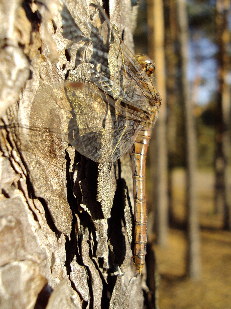 Szablak zwyczajny (Sympetrum vulgatum)