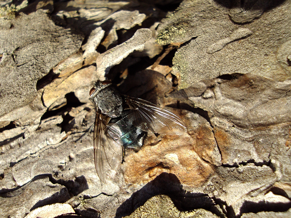 Mucha plujka (Calliphora vomitoria)